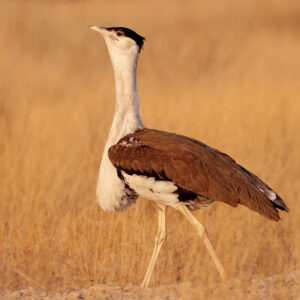 Great Indian Bustards and the Thar Desert