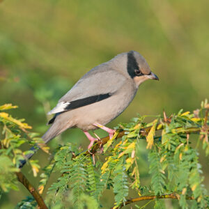 Rann of Kutch Birds and Mammals