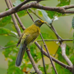 Western Ghats Birding Tour in India