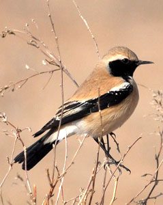 western india desert rann