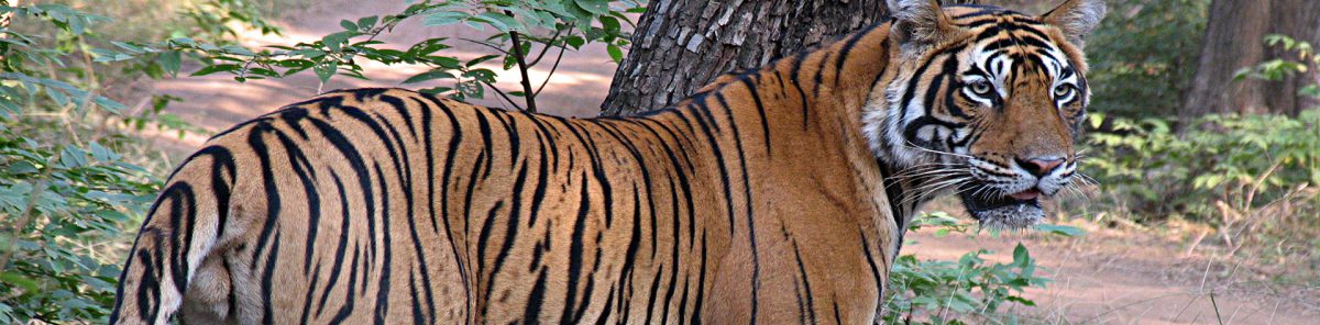 Rhino and Tiger in India – ourindiantours