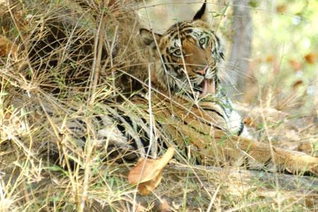 Pench – ourindiantours